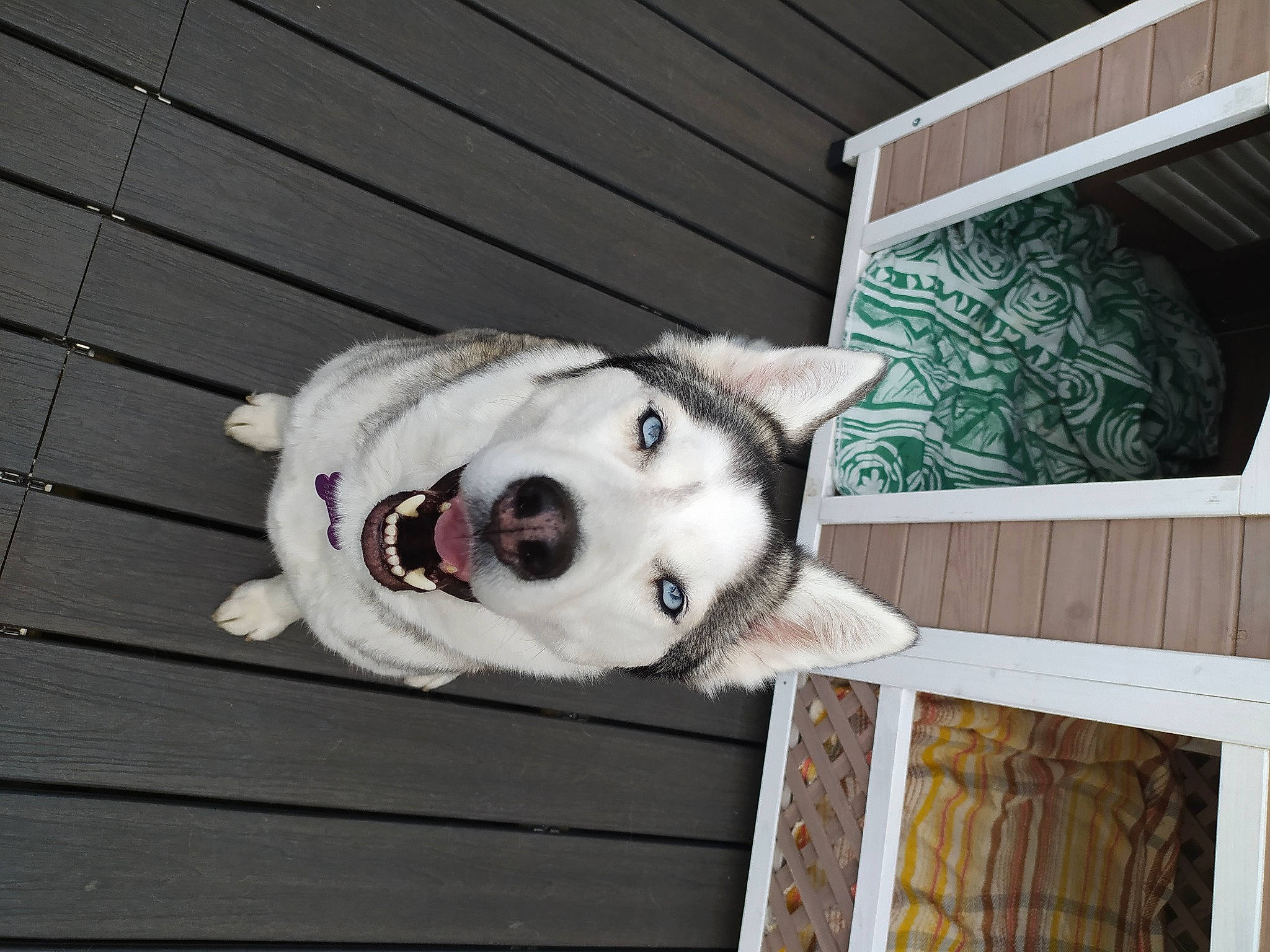 Gaya a rejoint le concours — aidez-le/la à gagner de superbes lots ! canidae, carnivore, collar, companion_dog, dog, dog_breed, dog_collar, dog_supply, door, fawn, fur, non_sporting_group, pattern, pet_supply, snout, sporting_group, tail, whiskers, wood, working_animal