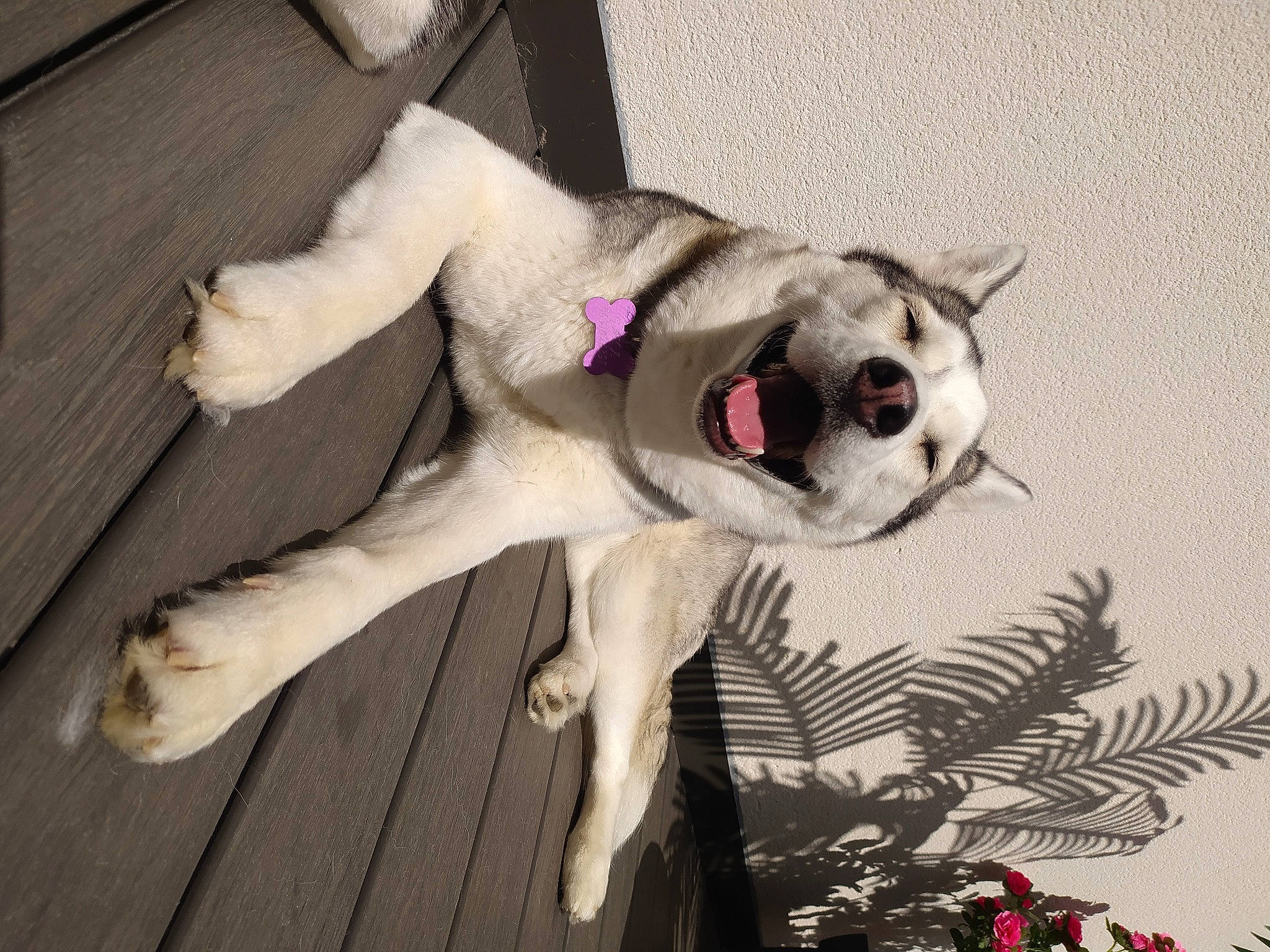 Gaya a rejoint le concours — aidez-le/la à gagner de superbes lots ! ancient_dog_breeds, art, canidae, carnivore, collar, companion_dog, dog, dog_breed, event, fawn, fur, non_sporting_group, paw, plant, sporting_group, tail, tree, whiskers, wood, working_animal