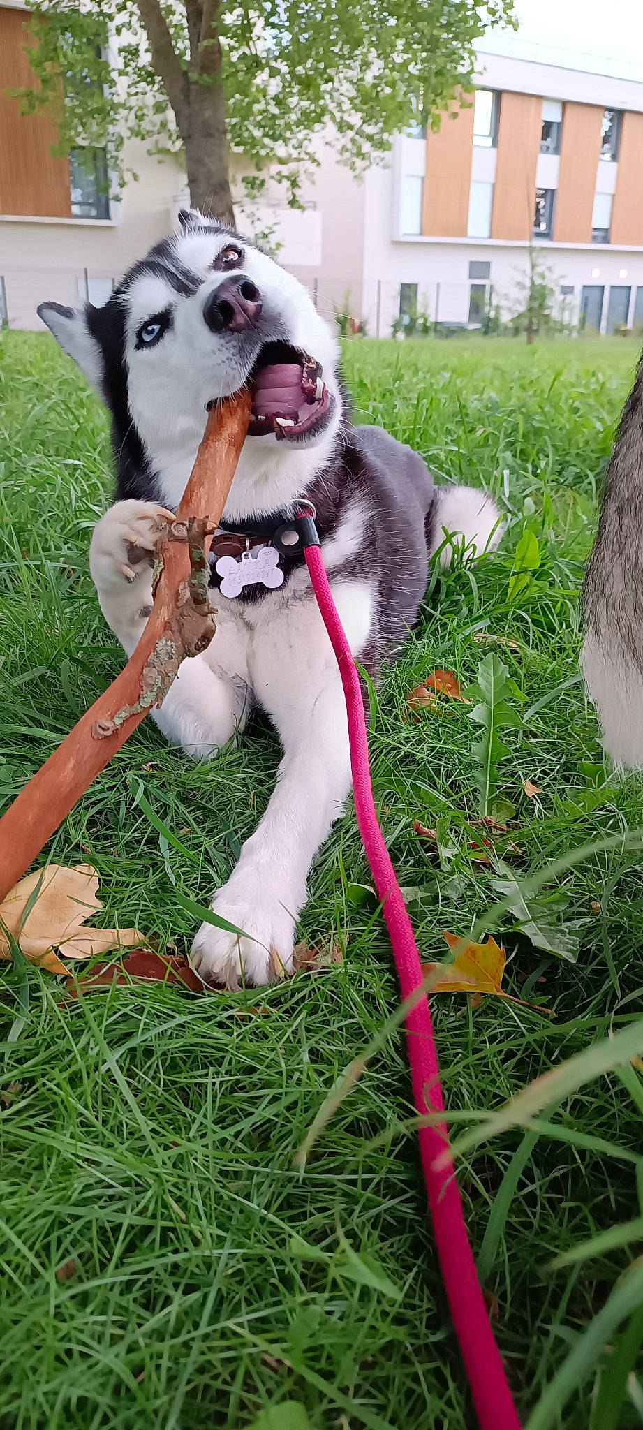 Layka a rejoint le concours — aidez-le/la à gagner de superbes lots ! canidae, carnivore, collar, companion_dog, dog, dog_breed, dog_collar, dog_supply, fang, fawn, fur, grass, leash, plant, recreation, sporting_group, tail, working_animal, working_dog, yard