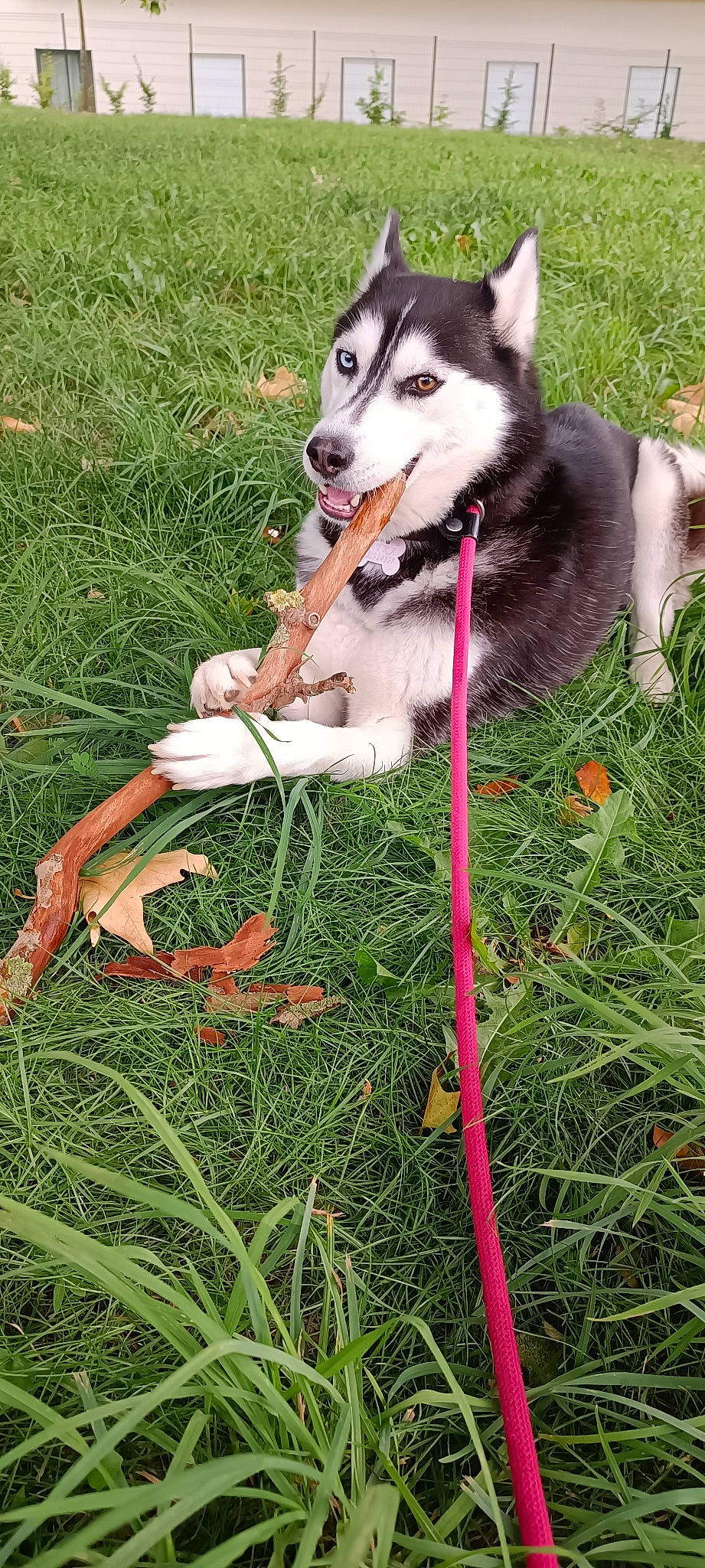 Layka participe au concours pour gagner de l'argent avec cette photo : ancient_dog_breeds, canidae, carnivore, collar, companion_dog, dog, dog_breed, dog_supply, fashion_accessory, grass, herding_dog, leash, pet_supply, plant, recreation, sled_dog, sporting_group, tail, working_animal, working_dog