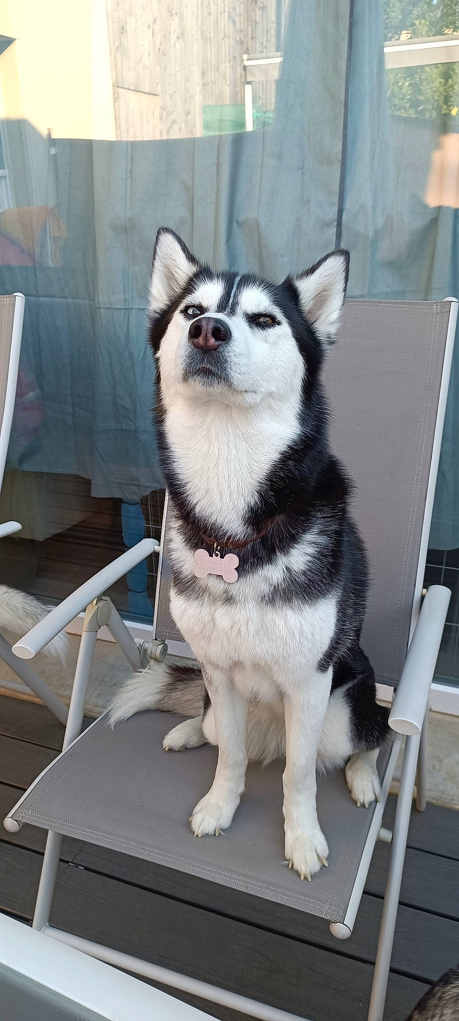 Layka a rejoint le concours — aidez-le/la à gagner de superbes lots ! canidae, canis, carnivore, chair, collar, companion_dog, dog, dog_breed, dog_collar, dog_supply, fur, non_sporting_group, pet_supply, siberian_husky, sled_dog, snout, sporting_group, terrestrial_animal, working_animal, working_dog