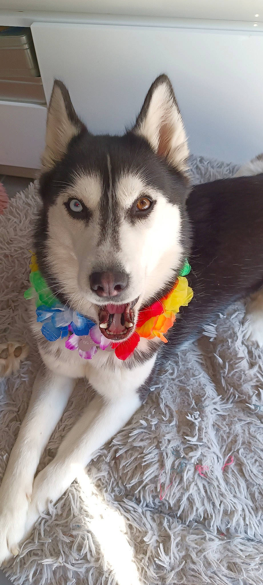 Layka a rejoint le concours — aidez-le/la à gagner de superbes lots ! ancient_dog_breeds, canidae, canis, carnivore, collar, companion_dog, dog, dog_breed, fur, non_sporting_group, pet_supply, recreation, siberian_husky, sled_dog, snout, snow, sporting_group, winter, working_animal, working_dog