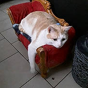 Filou a rejoint le concours — aidez-le/la à gagner de superbes lots ! cat, cat_like_mammal, fur, furniture, kitten, small_to_medium_sized_cats, snout, tail, whiskers