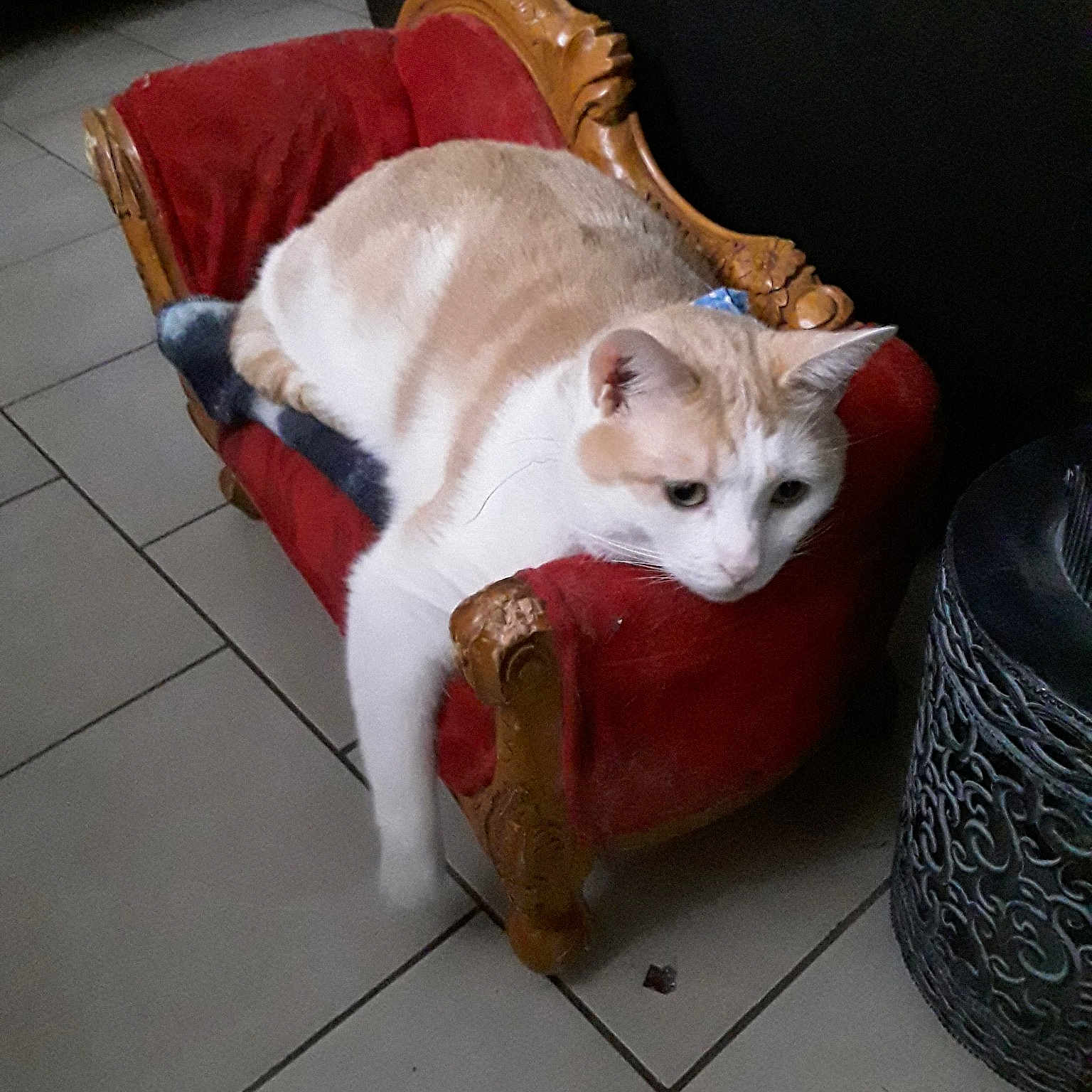 Filou