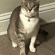 Loka joined the competition — help win amazing prizes! animal, baseboard, bell, cat, collar, curious, cute, domestic_cat, feline, floor, fur, green_eyes, indoor, mammal, pet, sitting, tabby, wall, white_paws, wooden_floor