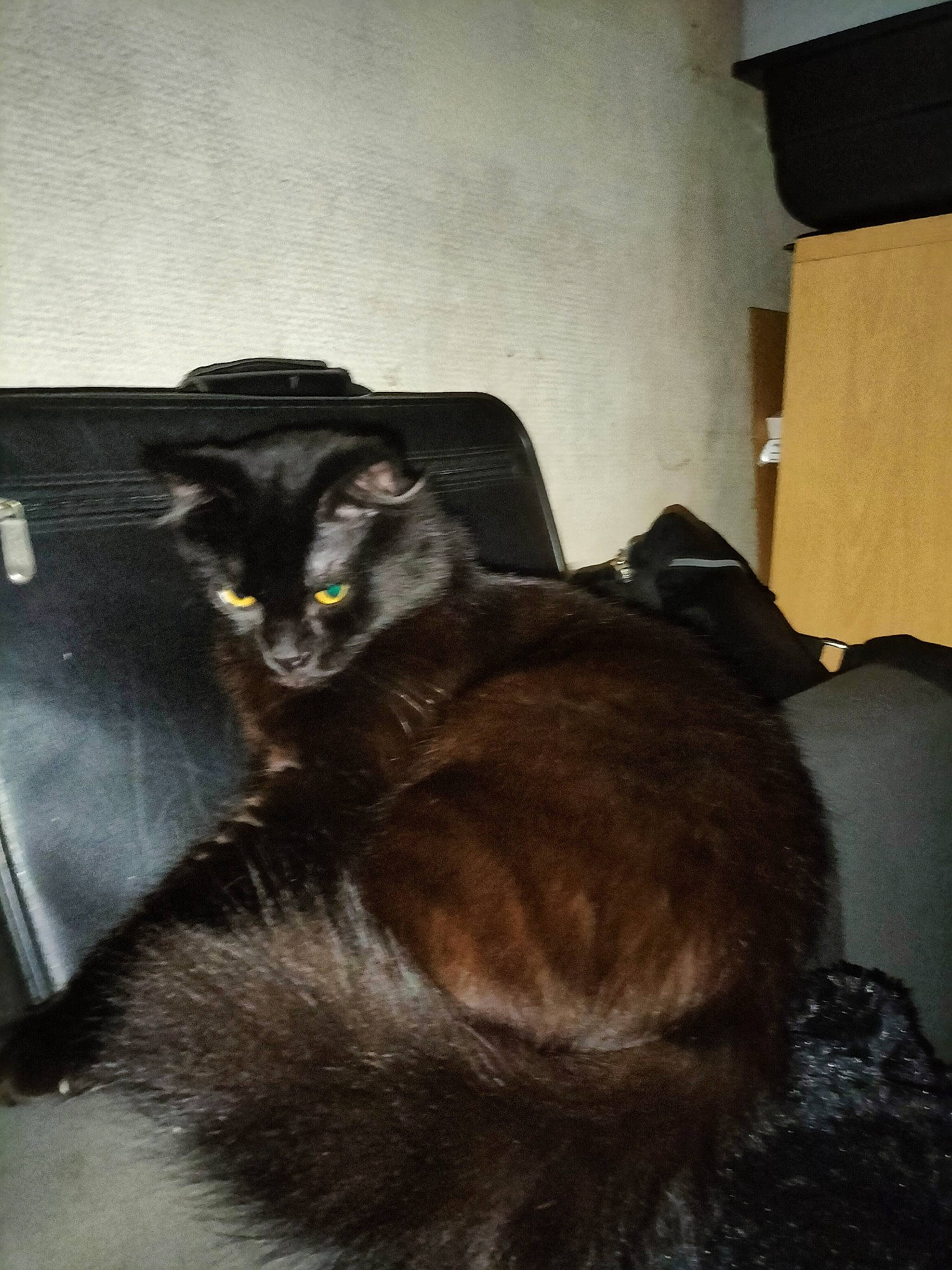 Chocolat a rejoint le concours — aidez-le/la à gagner de superbes lots ! black_cat, box, brown, carnivore, cat, claw, comfort, couch, domestic_short_haired_cat, felidae, fur, hardwood, living_room, paw, room, small_to_medium_sized_cats, tail, whiskers, wood