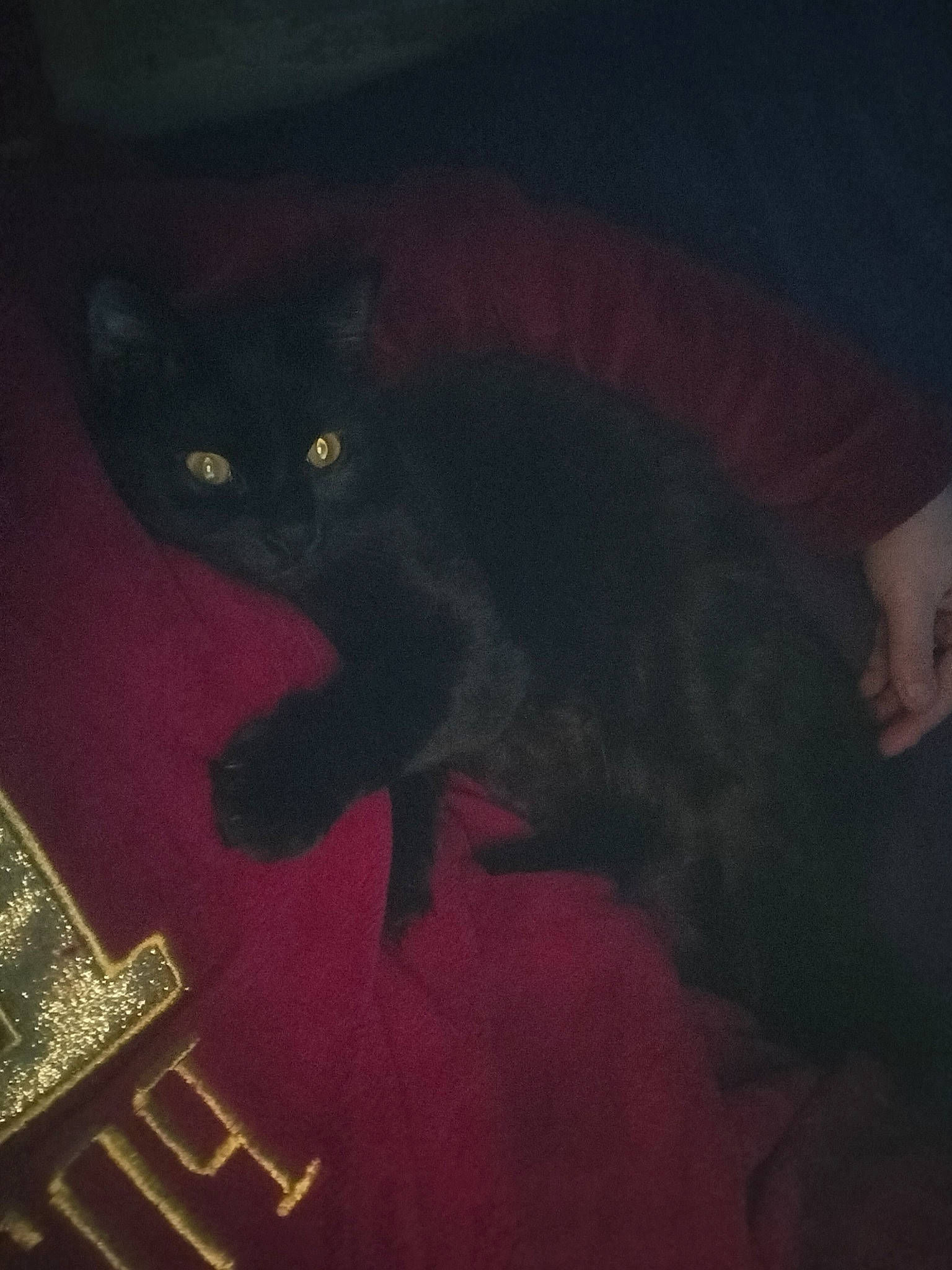 Chocolat participe au concours pour gagner de l'argent avec cette photo : black_cat, carmine, carnivore, cat, cloud, darkness, domestic_short_haired_cat, felidae, font, fur, magenta, pattern, room, sky, small_to_medium_sized_cats, square, tail, tints_and_shades, visual_arts, whiskers