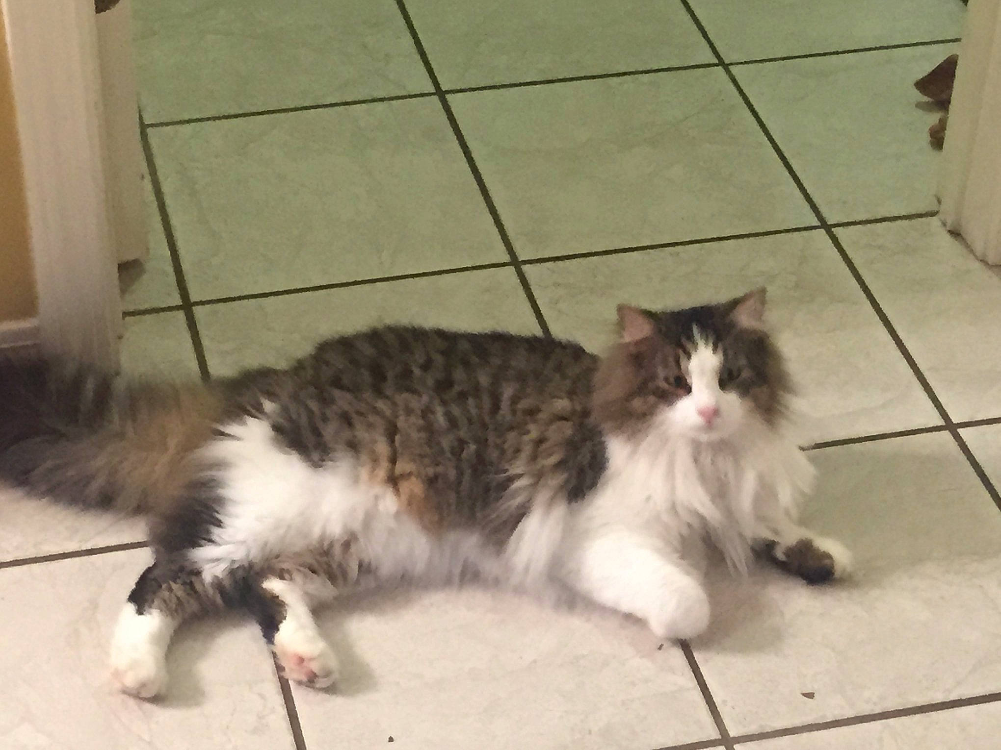 Figs joined the competition — help win amazing prizes!