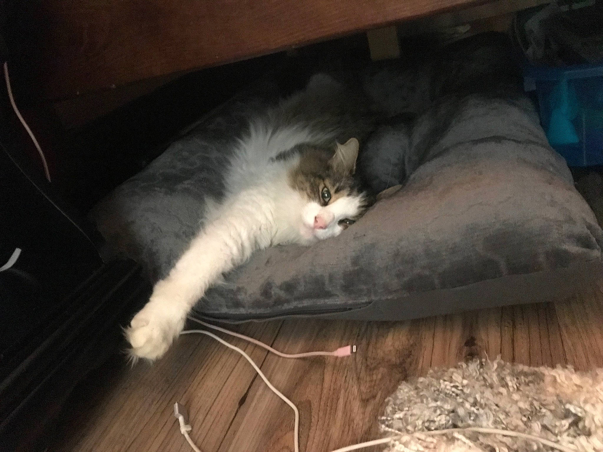 Figs is registered to the contest to win money with this photo: