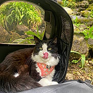 Maki is registered to the contest to win money with this photo: cat, black_and_white_cat, pet, animal, feline, tongue_out, wearing_harness, rainbow_harness, pet_backpack, travel, outdoor, jungle, stream, waterfall, rocks, moss, greenery, nature, portrait, funny