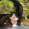 cat, black_and_white_cat, pet, animal, feline, tongue_out, wearing_harness, rainbow_harness, pet_backpack, travel, outdoor, jungle, stream, waterfall, rocks, moss, greenery, nature, portrait, funny