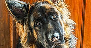 Astroleptitcabot a rejoint le concours — aidez-le/la à gagner de superbes lots ! animal, black_and_tan, centered_composition, close_up, dog, dramatic_lighting, ears, eyes, face, fluffy, fur, german_shepherd, indoor, large_breed, long_hair, nose, pet, portrait, serious_expression, wooden_door