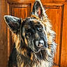 animal, black_and_tan, centered_composition, close_up, dog, dramatic_lighting, ears, eyes, face, fluffy, fur, german_shepherd, indoor, large_breed, long_hair, nose, pet, portrait, serious_expression, wooden_door