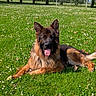 Astroleptitcabot participe au concours pour gagner de l'argent avec cette photo : black_fur, brown_fur, daisies, daylight, dog, fence, field, flowers, fluffy_tail, german_shepherd, grass, long_hair, lying_down, meadow, outdoor, park, pet, pointed_ears, sunny, tongue_out