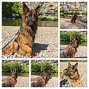 Astroleptitcabot a rejoint le concours — aidez-le/la à gagner de superbes lots ! alert, cliff, collage, dog, german_shepherd, landscape, leash, long_hair, nature, orange_harness, outdoors, pebbles, portrait, river, riverbank, rocky_shore, side_profile, sitting, sunlight, trees