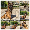 alert, cliff, collage, dog, german_shepherd, landscape, leash, long_hair, nature, orange_harness, outdoors, pebbles, portrait, river, riverbank, rocky_shore, side_profile, sitting, sunlight, trees