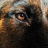 Astroleptitcabot participe au concours pour gagner de l'argent avec cette photo : amber_eye, animal, black, brown, canine, close_up, dog, dramatic_lighting, eye, facial_detail, fur, gaze, macro, outdoor, pet, photography, portrait, reflection, shaggy, texture
