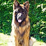 dog, german_shepherd, outdoor, grass, greenery, pet, animal, sitting, tongue_out, fur, canine, nature, sunlight, friendly, ears, portrait, muzzle, daylight, watchful, alert