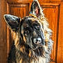 dog, german_shepherd, pet, animal, fur, ears, portrait, looking, indoors, wooden_door, brown, black, canine, companion, cute, friendly, domestic_animal, mammal, close_up, curious