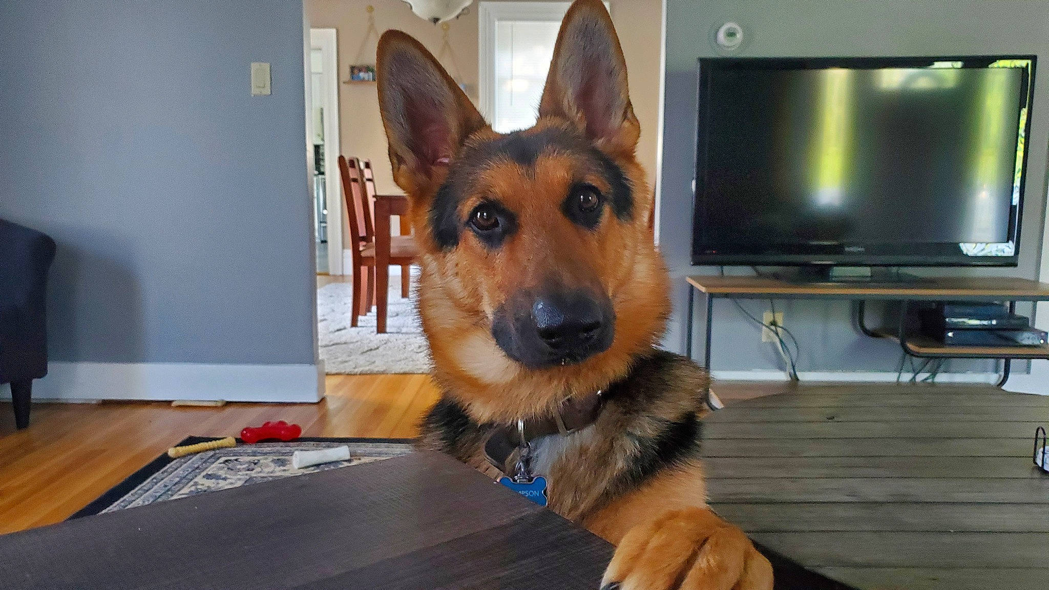 Sampson is registered to the contest to win money with this photo: carnivore, collar, companion_dog, dog, dog_breed, dog_supply, fawn, flooring, fur, german_shepherd_dog, hardwood, herding_dog, home_appliance, old_german_shepherd_dog, snout, sporting_group, table, television, whiskers, wood