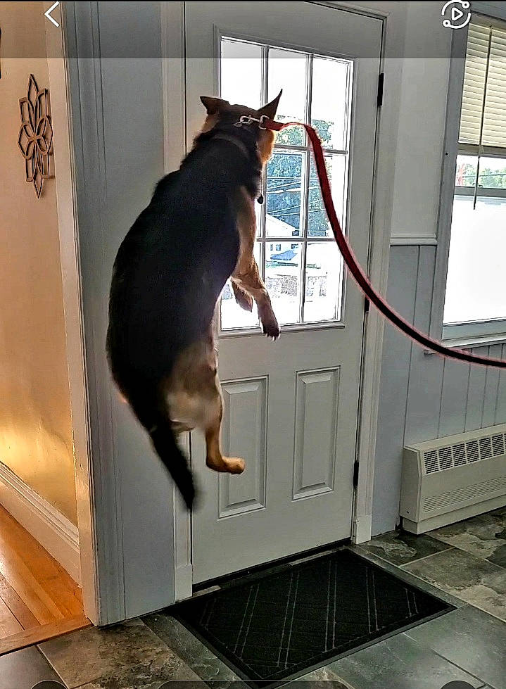 Sampson joined the competition — help win amazing prizes! animal_shelter, canidae, carnivore, cat, companion_dog, dog_breed, door, felidae, fixture, flooring, hardwood, pet_supply, room, service, small_to_medium_sized_cats, snout, sporting_group, tail, whiskers, window