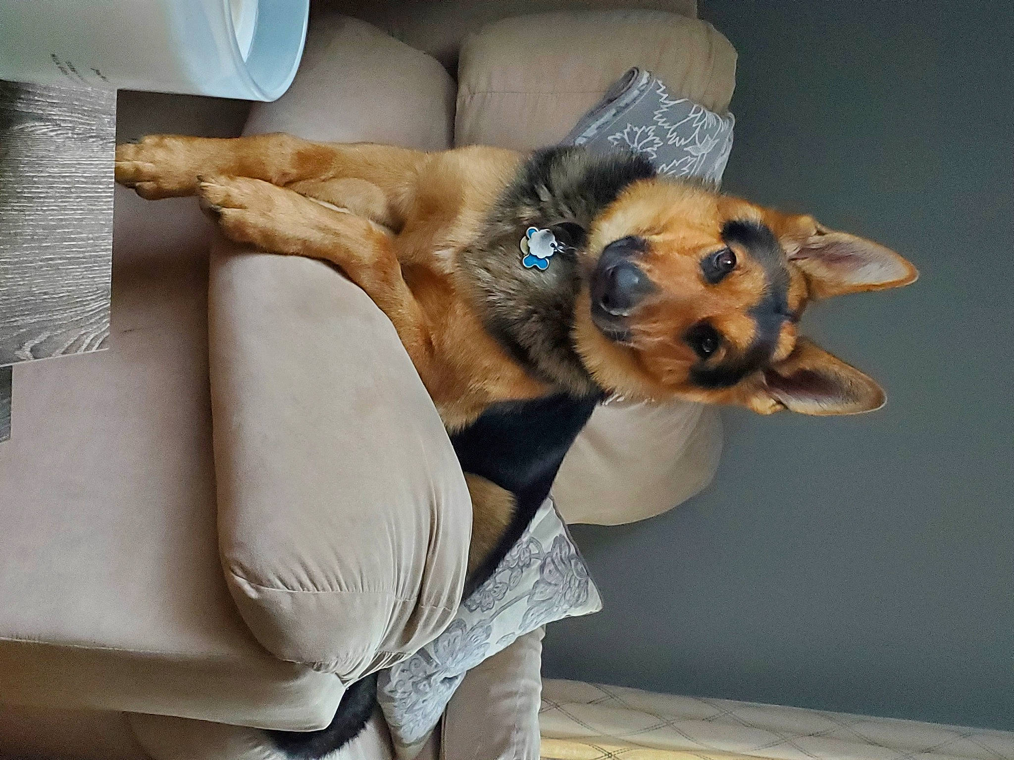 Sampson joined the competition — help win amazing prizes! canidae, carnivore, comfort, companion_dog, couch, dog, dog_breed, dog_supply, fawn, fur, linens, paw, pet_supply, room, snout, sporting_group, toy_dog, whiskers, window, working_animal