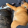Oslo a rejoint le concours — aidez-le/la à gagner de superbes lots ! dog, sleeping, paw, couch, brown_dog, brindle_dog, collar, resting, indoor, pet, animal, friendship, relaxation, cozy, furry, companion, laying_down, snuggle, cute, domestic