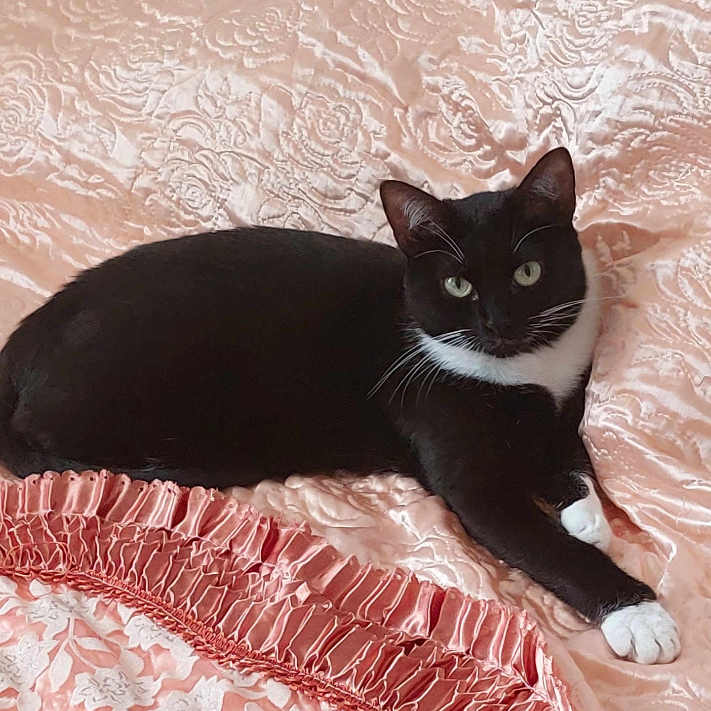 Betie participe au concours pour gagner de l'argent avec cette photo : animal, bedspread, black_cat, cat, cozy, cute, ears, feline, floral_pattern, green_eyes, indoor, lying_down, pet, pink, relaxing, resting, ruffles, satin, whiskers, white_paws