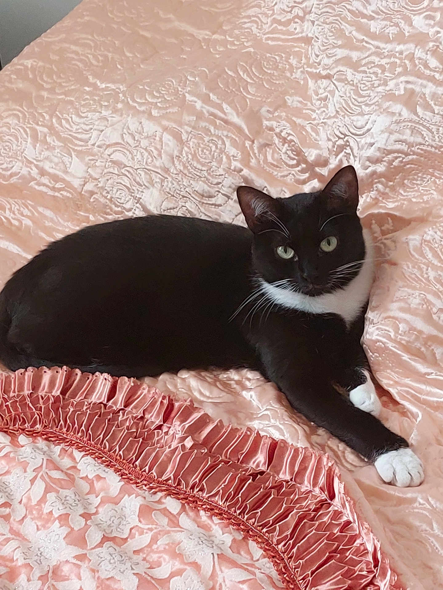 Betie participe au concours pour gagner de l'argent avec cette photo : cat, black_cat, white_paws, bedspread, satin, pink, floral_pattern, ruffles, indoor, relaxing, pet, animal, feline, resting, cozy, cute, whiskers, ears, green_eyes, lying_down