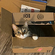 Stormie joined the competition — help win amazing prizes! cat, cardboard_box, curious, indoor, wooden_floor, pet, animal, feline, box, stacked_boxes, whiskers, paws, brown, tabby, domestic_cat, eyes, cute, cozy, home, playful