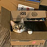 cat, cardboard_box, curious, indoor, wooden_floor, pet, animal, feline, box, stacked_boxes, whiskers, paws, brown, tabby, domestic_cat, eyes, cute, cozy, home, playful