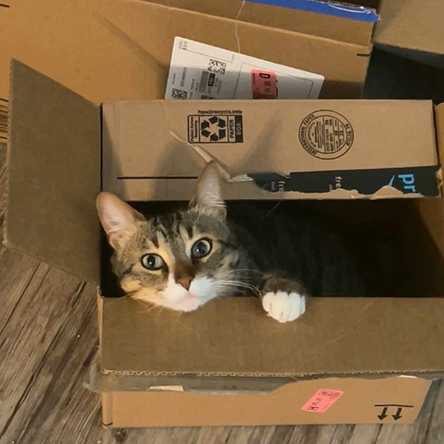 Stormie joined the competition — help win amazing prizes! cat, cardboard_box, curious, indoor, wooden_floor, pet, animal, feline, box, stacked_boxes, whiskers, paws, brown, tabby, domestic_cat, eyes, cute, cozy, home, playful