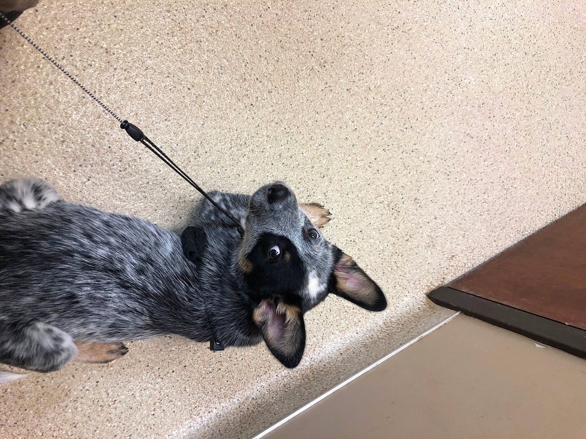 Dalton joined the competition — help win amazing prizes! canidae, carnivore, claw, companion_dog, dog, dog_breed, flooring, fur, guard_dog, leash, paw, shadow, snout, sporting_group, tail, terrier, whiskers, working_animal