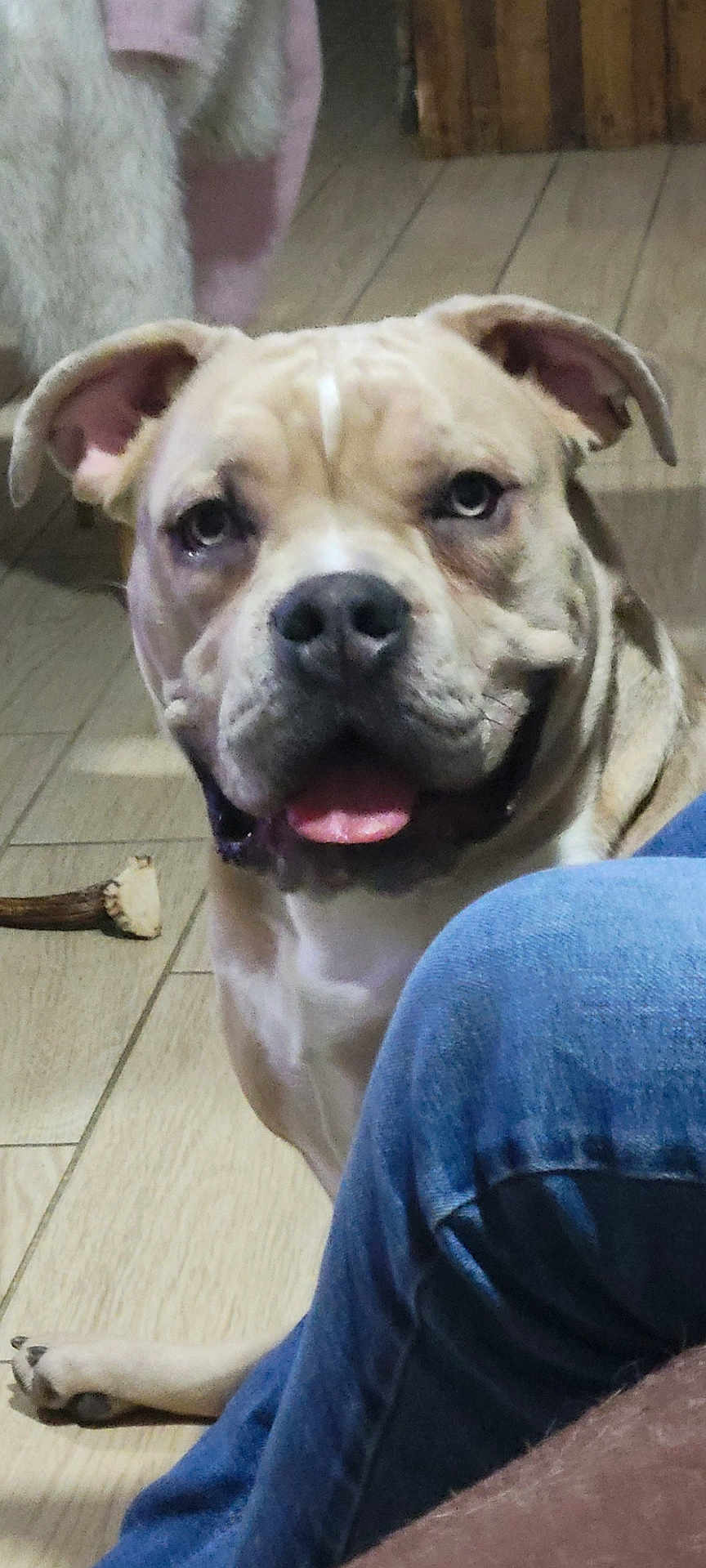 Tyson a rejoint le concours — aidez-le/la à gagner de superbes lots ! dog, pitbull, pet, tongue_out, indoor, floor_tile, chew_toy, antler, paw, ear, nose, eyes, portrait, sitting, happy, companion, jeans, human_leg, closeup, jowls