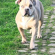 Tyson participe au concours pour gagner de l'argent avec cette photo : blue_eyes, canine, centered_subject, cobblestone_path, dog, ears, front_view, grass, lawn, muscular, muzzle, outdoor, pathway, paws, pet, portrait, serious_expression, sunlight, tan_fur, walking