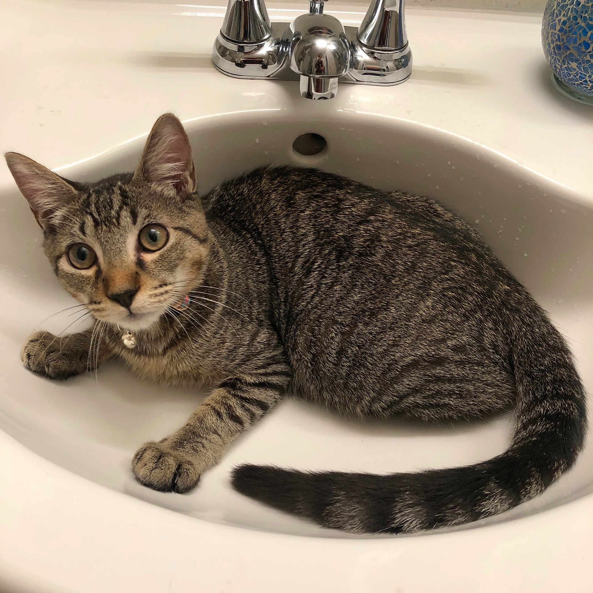 Mookaite-Kai joined the competition — help win amazing prizes! animal, bathroom, cat, closeup, collar, curious, cute, domestic_cat, fur, indoor, mammal, pet, resting, sink, striped, tabby, tail, whiskers, wide_eyes, young_cat