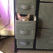 Mookaite-Kai joined the competition — help win amazing prizes! kitten, cat, peeking, drawer, furniture, gray, curious, indoor, pet, eyes, ears, carpet, storage, fabric, hiding, home, cozy, wall, light, curiosity