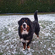 Vasco a rejoint le concours — aidez-le/la à gagner de superbes lots ! dog, bernese_mountain_dog, snow, snowflakes, grass, hedge, outdoor, pet, canine, animal, winter, happy, playful, fur, tail, face, nature, daylight, ground, landscape