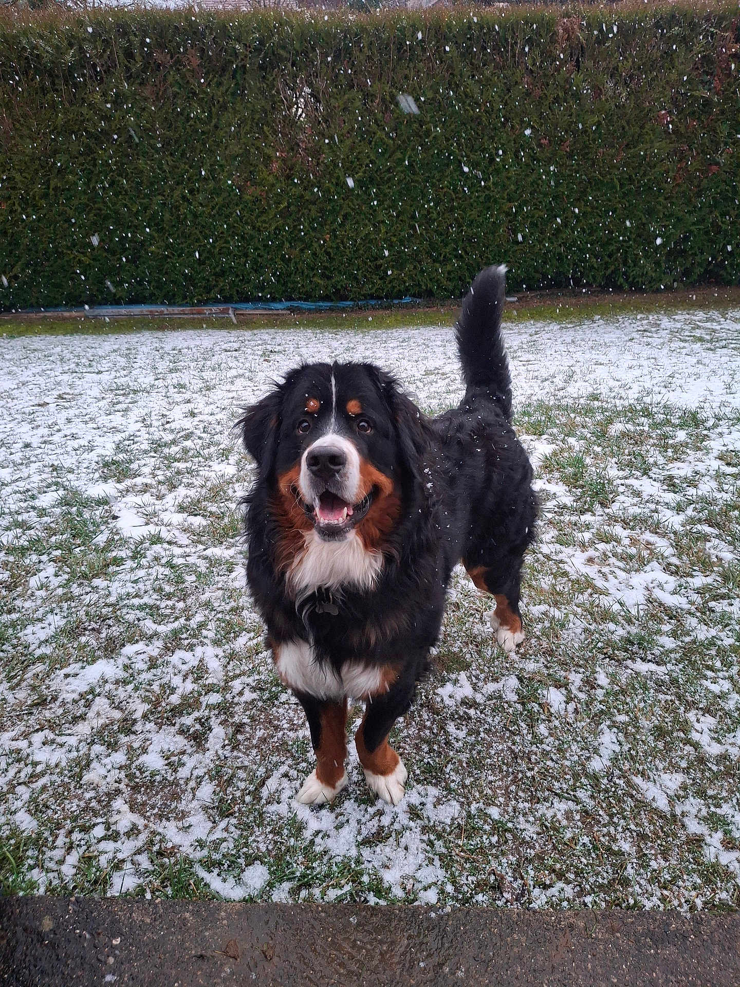 Vasco a rejoint le concours — aidez-le/la à gagner de superbes lots ! dog, bernese_mountain_dog, snow, snowflakes, grass, hedge, outdoor, pet, canine, animal, winter, happy, playful, fur, tail, face, nature, daylight, ground, landscape
