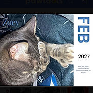 Zoey is registered to the contest to win money with this photo: cat, tabby_cat, paw, sleeping, feline, pet, animal, calendar, february, text_overlay, indoor, resting, cozy, closeup, cute, fur, whiskers, ear, blue, fabric