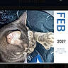 cat, tabby_cat, paw, sleeping, feline, pet, animal, calendar, february, text_overlay, indoor, resting, cozy, closeup, cute, fur, whiskers, ear, blue, fabric