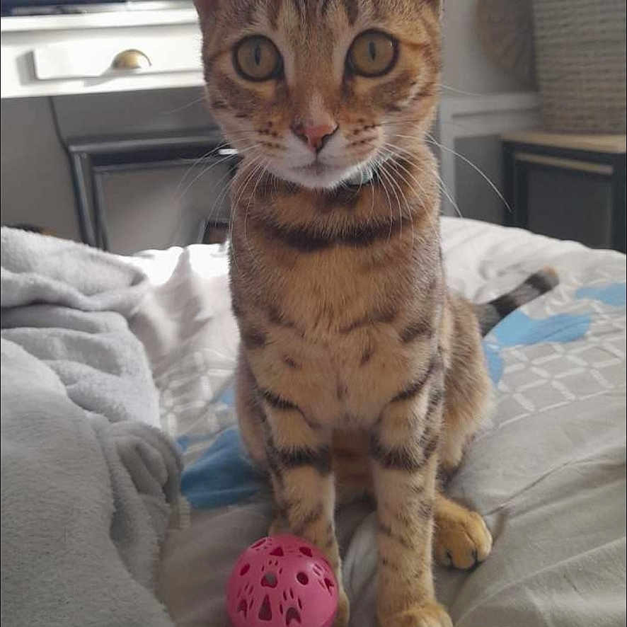 Ruby participe au concours pour gagner de l'argent avec cette photo : animal, bed, blanket, cat, closeup, curious, decor, ears, eyes, face, flower, furniture, indoor, minnie_mouse, pet, pink_ball, tabby_cat, television, toy, whiskers