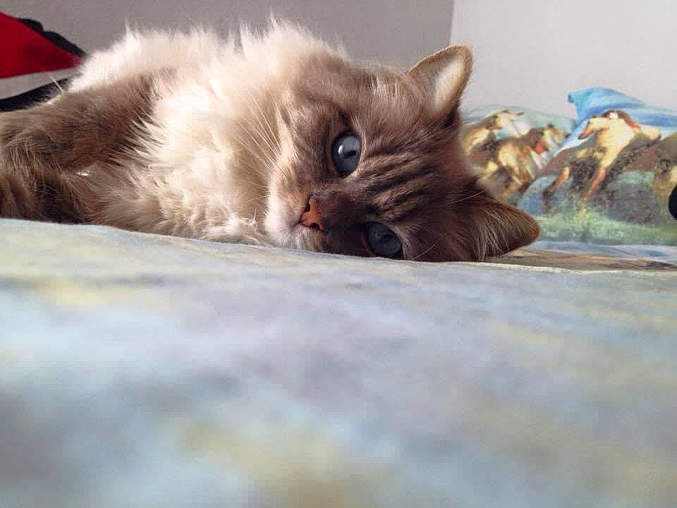 Perle participe au concours pour gagner de l'argent avec cette photo : british_longhair, british_semi_longhair, carnivore, cat, domestic_long_haired_cat, eye, fawn, felidae, fur, kitten, munchkin, norwegian_forest_cat, ojos_azules, ragamuffin, ragdoll, siberian, sky, small_to_medium_sized_cats, whiskers