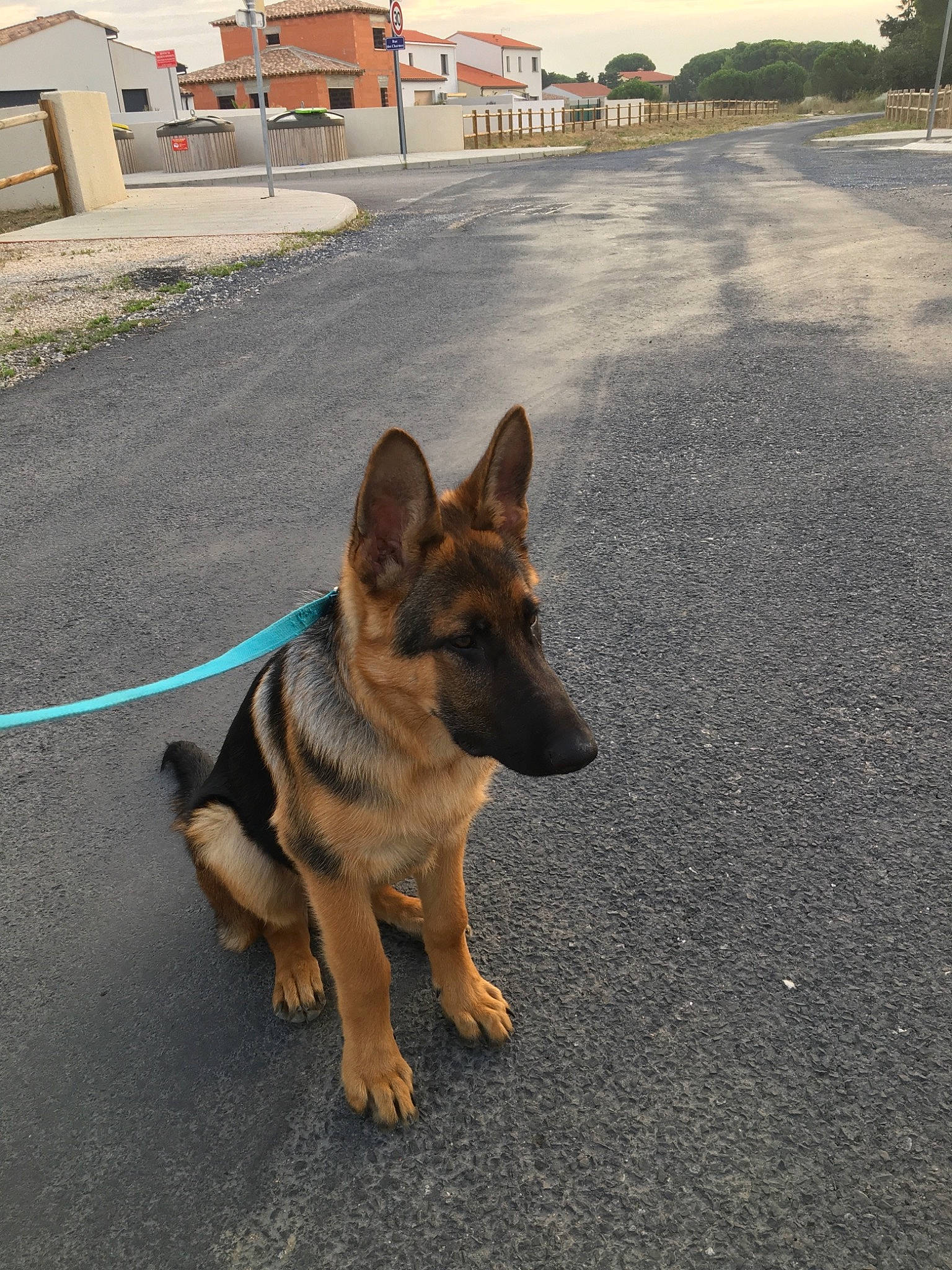 Rex participe au concours pour gagner de l'argent avec cette photo : asphalt, belgian_shepherd, belgian_shepherd_malinois, canidae, carnivore, dog, dog_breed, east_european_shepherd, fawn, german_shepherd_dog, king_shepherd, kunming_wolfdog, mammal, old_german_shepherd_dog, police_dog, shiloh_shepherd_dog, snout, tervuren, vertebrate, working_dog