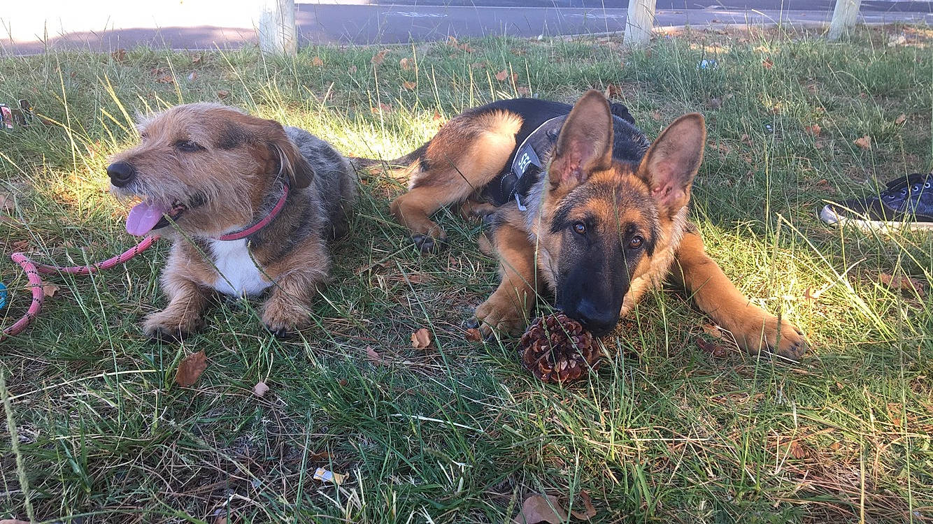 Rex participe au concours pour gagner de l'argent avec cette photo : canidae, carnivore, dog, dog_breed, german_shepherd_dog, hound, mammal, rare_breed_dog, vertebrate