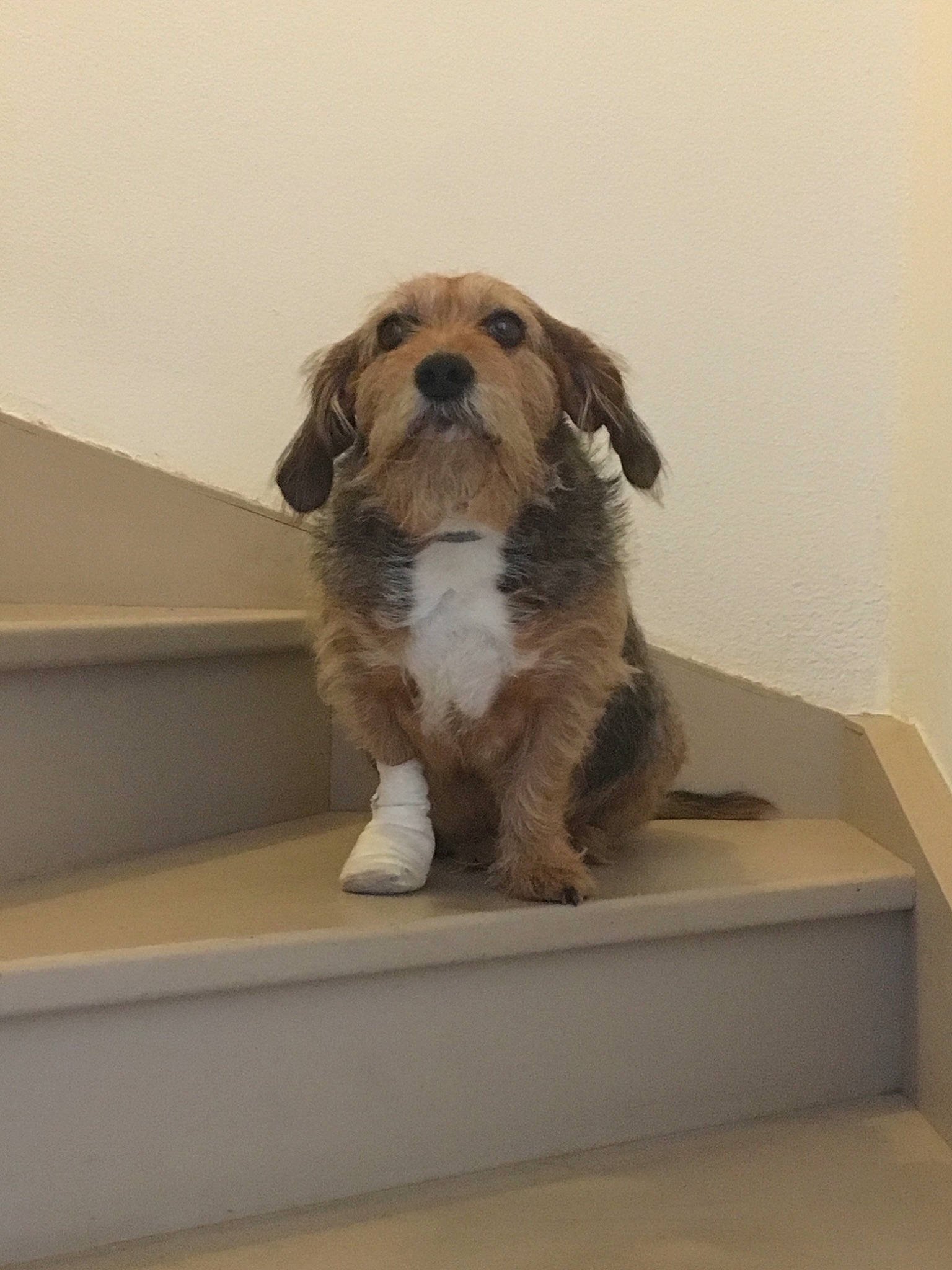 Bobby participe au concours pour gagner de l'argent avec cette photo : canidae, carnivore, cavachon, cavapoo, companion_dog, dog, dog_breed, havanese, lhasa_apso, mammal, morkie, non_sporting_group, norfolk_terrier, petit_basset_griffon_vendeen, poodle_crossbreed, puppy, rare_breed_dog, shih_tzu, toy_dog, vertebrate