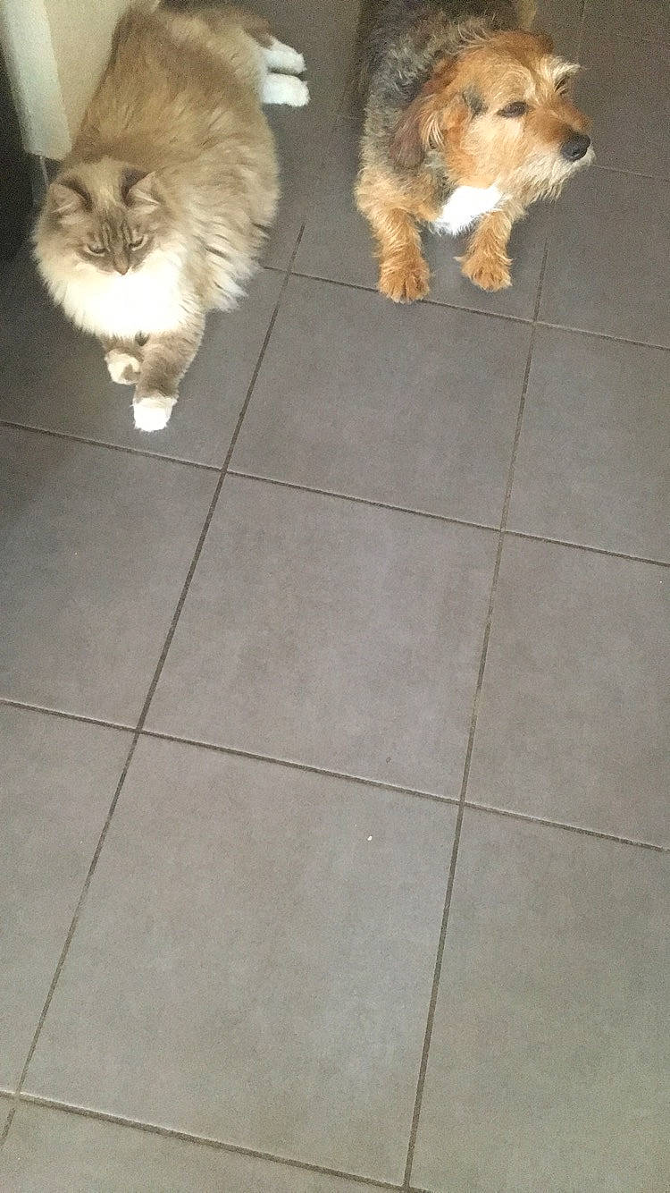 Bobby participe au concours pour gagner de l'argent avec cette photo : canidae, carnivore, companion_dog, dog, dog_breed, fawn, floor, flooring, lhasa_apso, mammal, morkie, norfolk_terrier, puppy, sporting_group, tail, terrier, tile, toy_dog, vertebrate, yorkshire_terrier