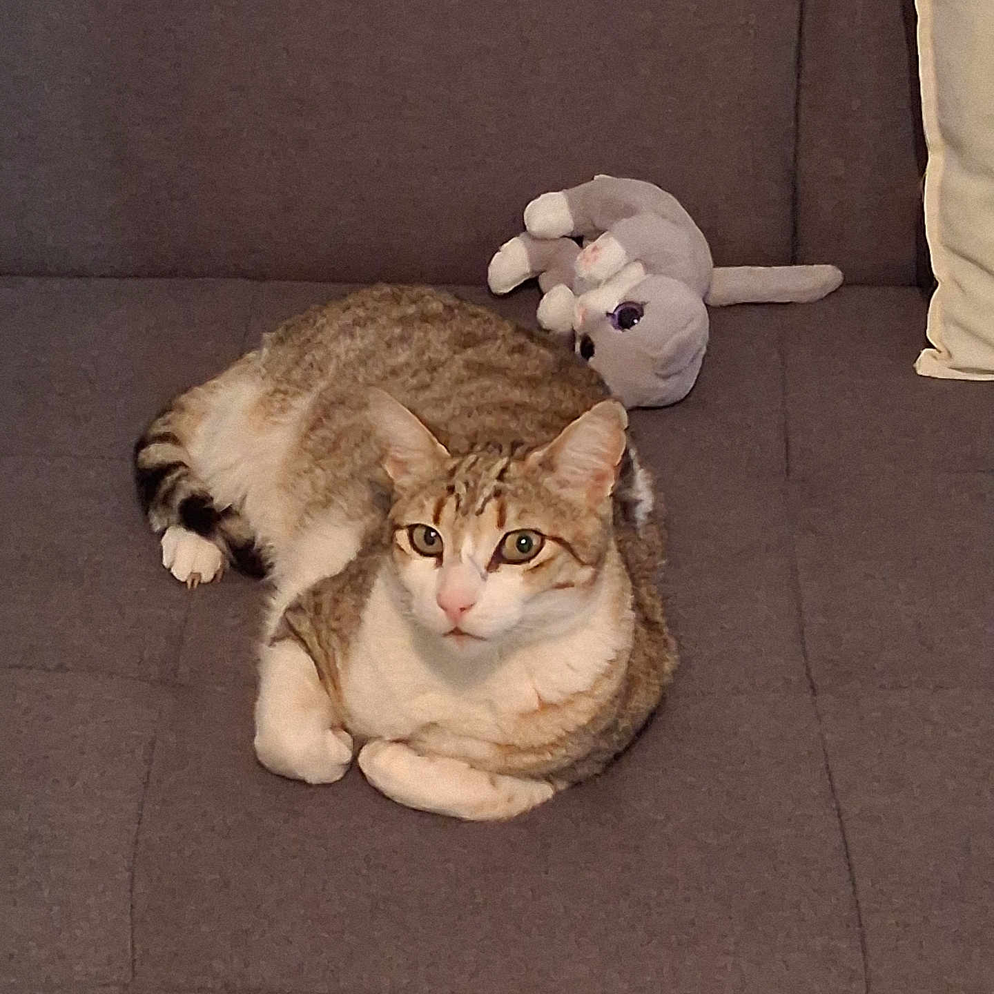 Tim a rejoint le concours — aidez-le/la à gagner de superbes lots ! animal, cat, companion, cushion, cute, ears, feline, fur, gray_couch, home, indoor, paws, pet, relaxed, resting, sleepy, stuffed_toy, tabby_cat, toy_cat, whiskers