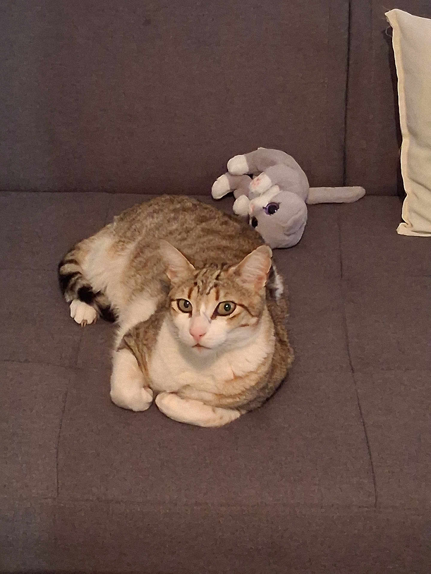 Tim a rejoint le concours — aidez-le/la à gagner de superbes lots ! cat, tabby_cat, stuffed_toy, gray_couch, indoor, pet, relaxed, feline, fur, whiskers, ears, paws, toy_cat, cushion, home, animal, sleepy, companion, resting, cute