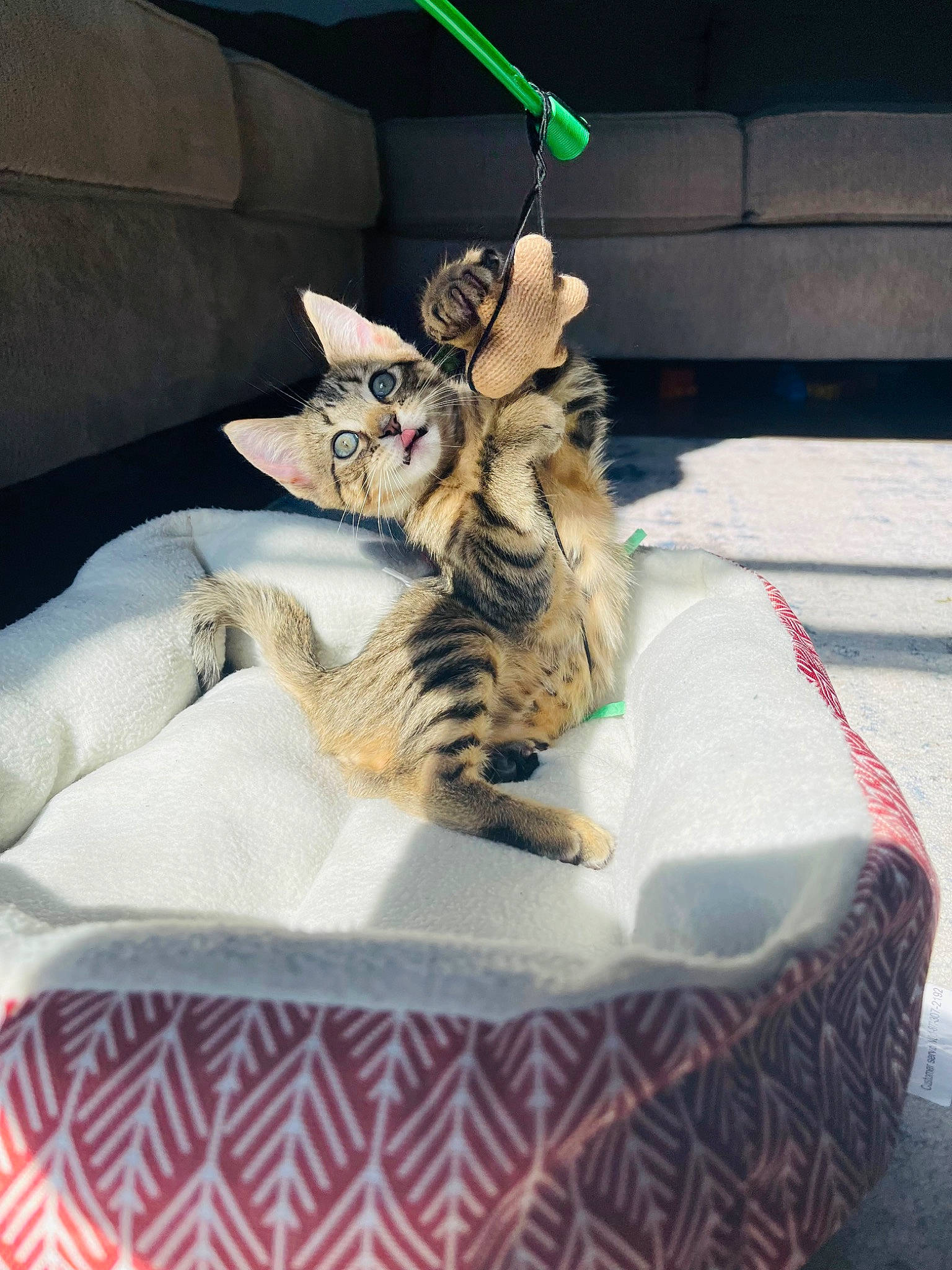 Aspen is registered to the contest to win money with this photo: bed, carnivore, cat, comfort, couch, domestic_short_haired_cat, felidae, foot, fur, linens, living_room, mammal, paw, plant, room, sitting, small_to_medium_sized_cats, tail, terrestrial_animal, whiskers